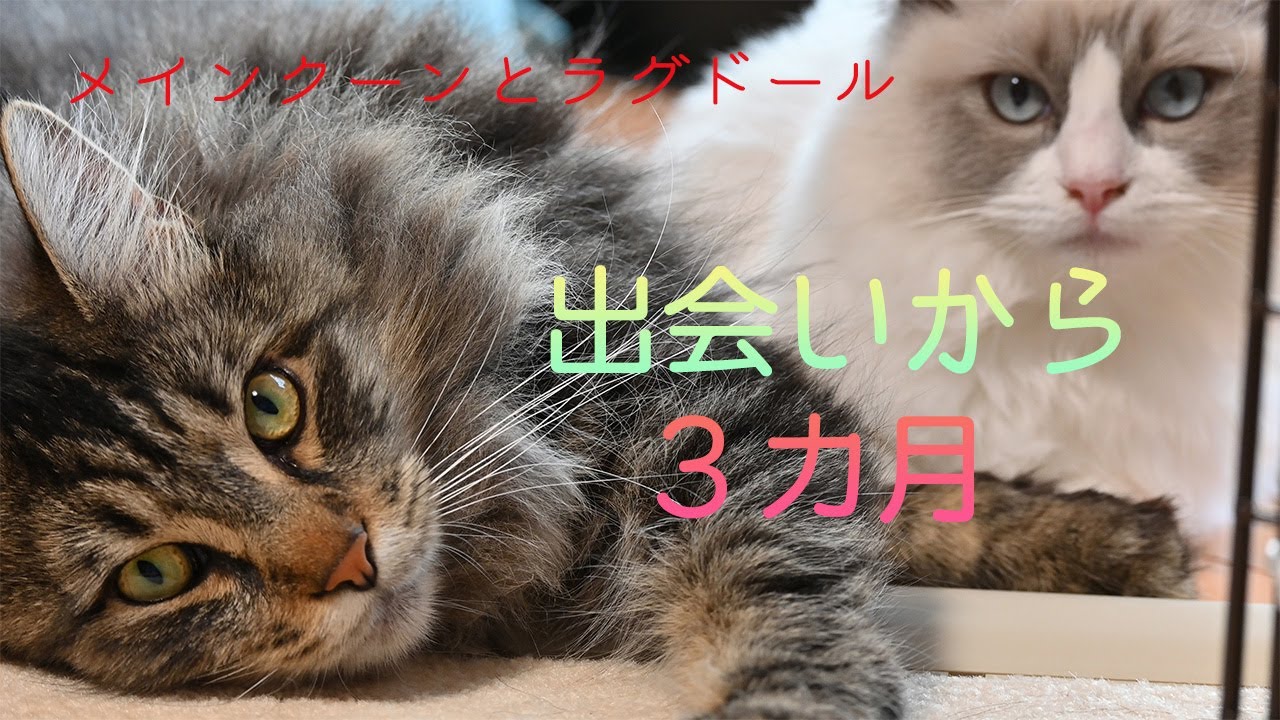 初めての多頭飼い３か月!!メインクーンとラグドール仲良し猫になるまでを振り返る！新入り猫を迎えて変わったこと、良かった事、課題、仲良くお昼寝特集！