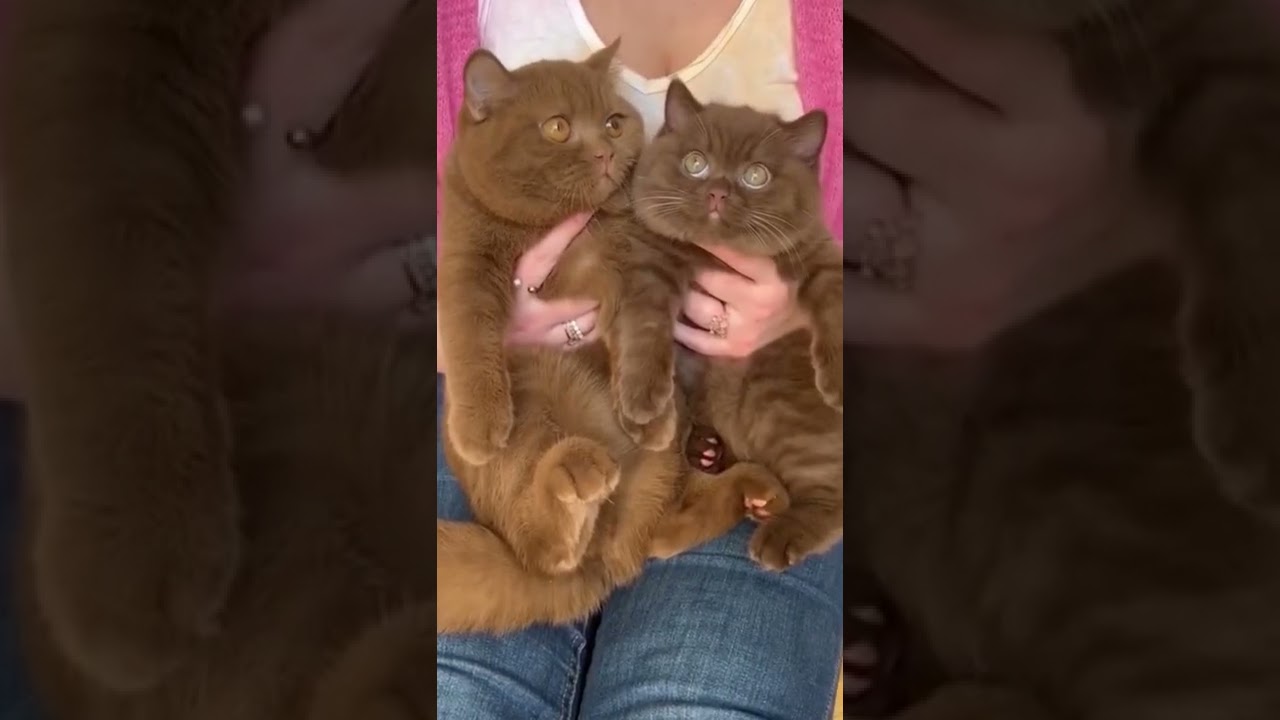 How beautiful are these brown cats🐱🤎