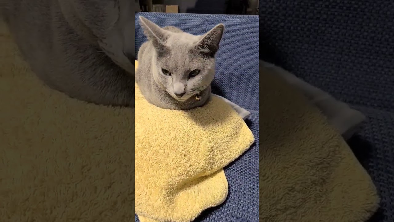 おててナイナイするのは･･･ #猫 #ロシアンブルー #shorts