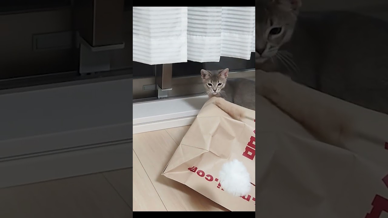 初めてのねこじゃらしに思わず二足歩行する猫【アビシニアン】#ショート
