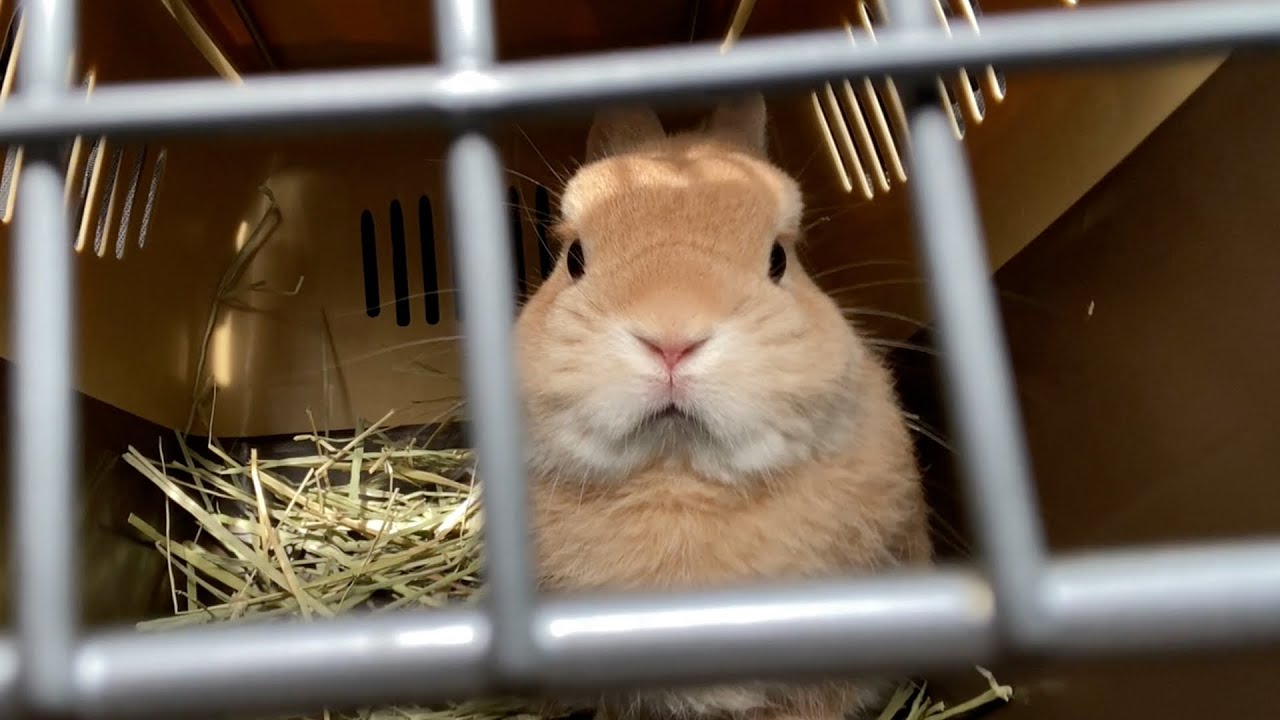 ムギの検査結果と待合室で大型犬と子猫にキレるムギ【No.993】