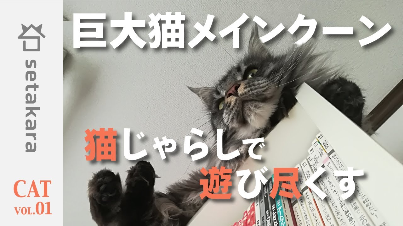 【巨大猫】メインクーンと猫じゃらし