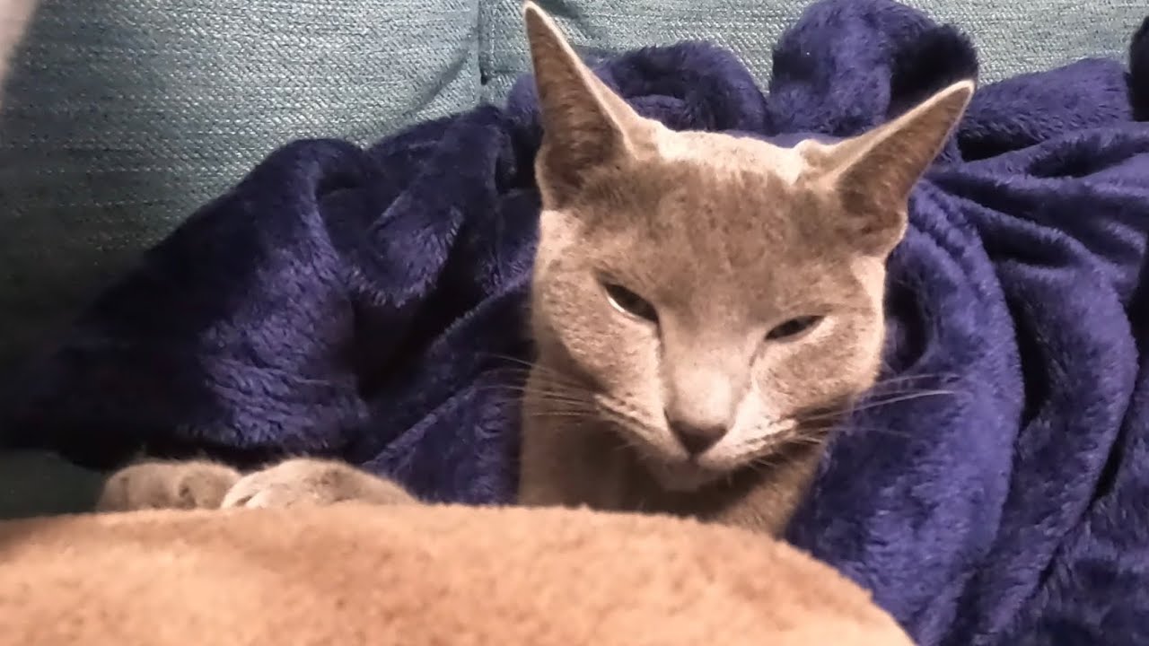 ママの隣で眠るロシアンブルー猫は、まるで人間の子供みたいです。