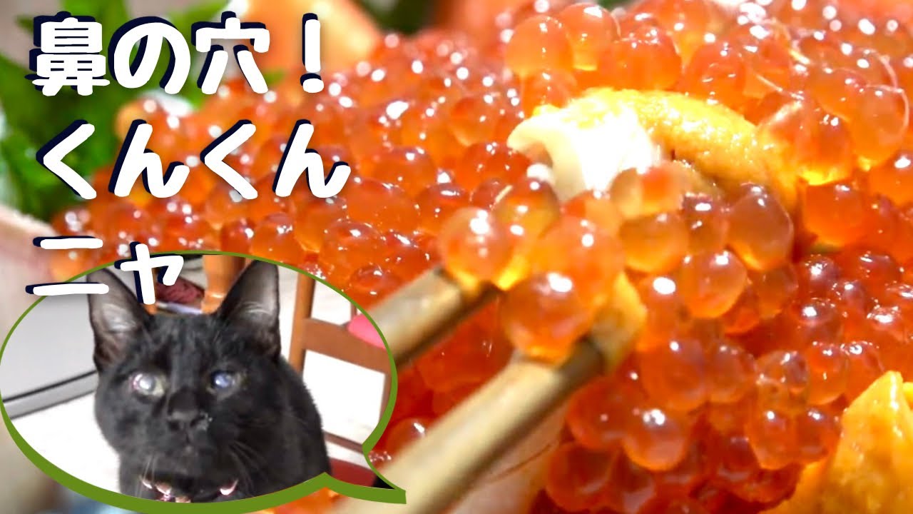 【子猫か思わず鼻の穴広がってしまったご馳走】@taipi 【切り抜き】