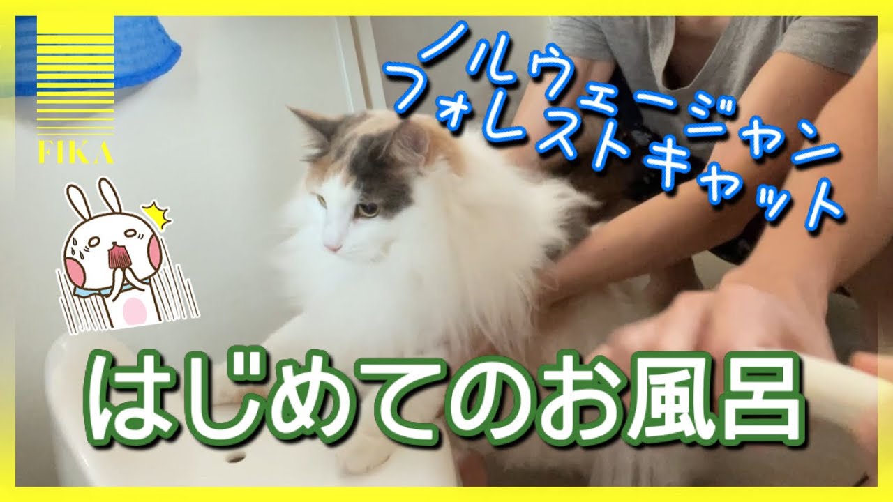 ノルウェージャンフォレストキャット、初めてのお風呂