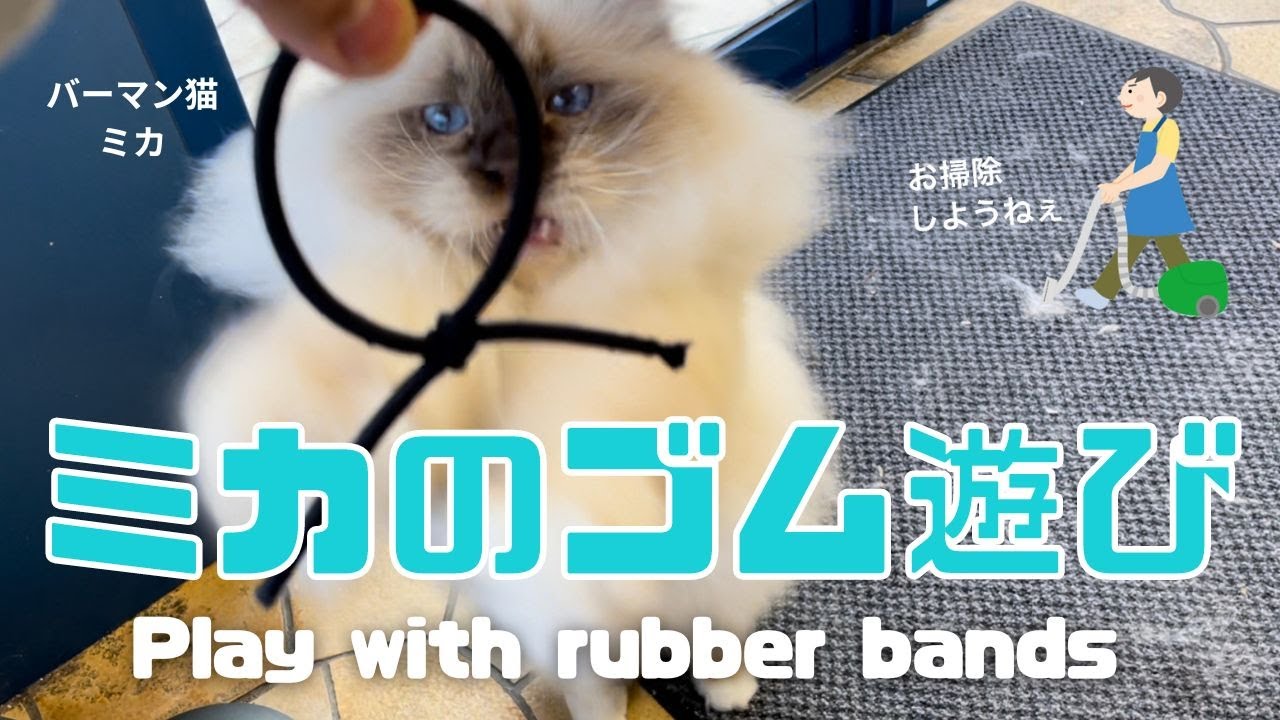 バーマン猫ミカ【ミカのゴム遊び】Play with rubber bands （バーマン猫）Birman/Cat