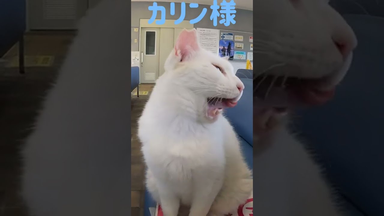 あの凶暴猫のカリン様が可愛い過ぎるブルブル‼️ Ferocious cat #shorts