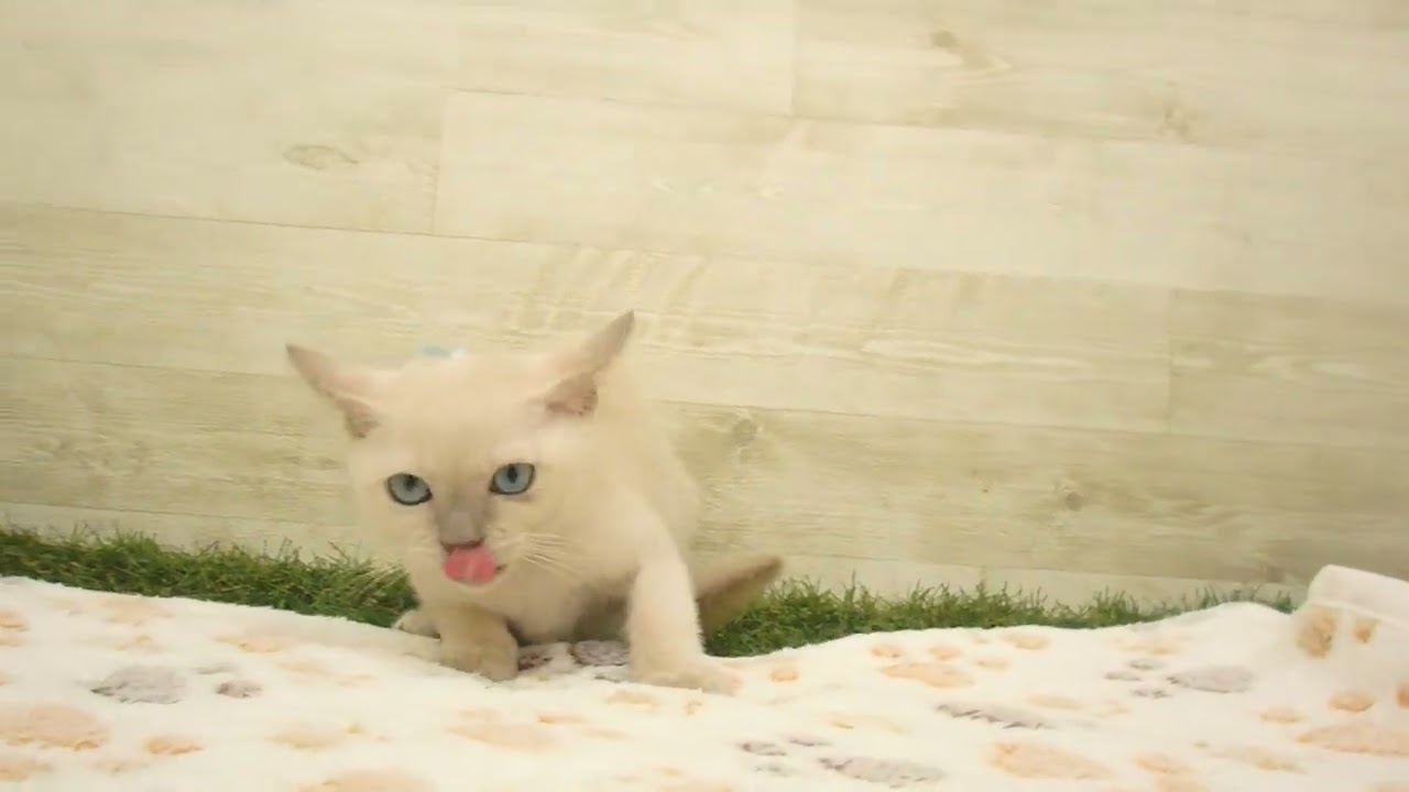 Coo&RIKU　No00615037 トンキニーズ