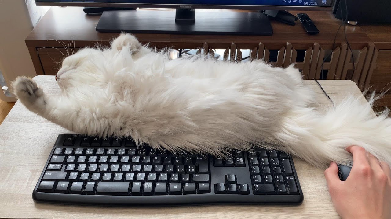 ほんとにね、邪魔すぎるよね、ペルシャ猫