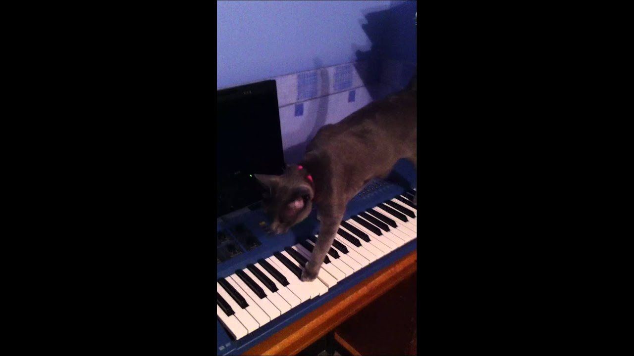 Miso the Korat cat on a synthesizer