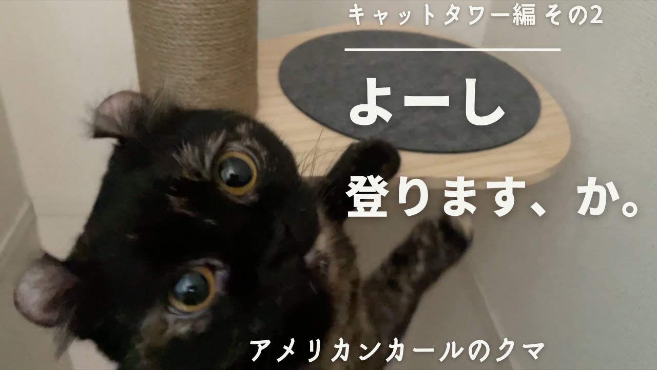 【アメリカンカール】キャットタワーという名の宇宙船に乗り込む猫【DIY】
