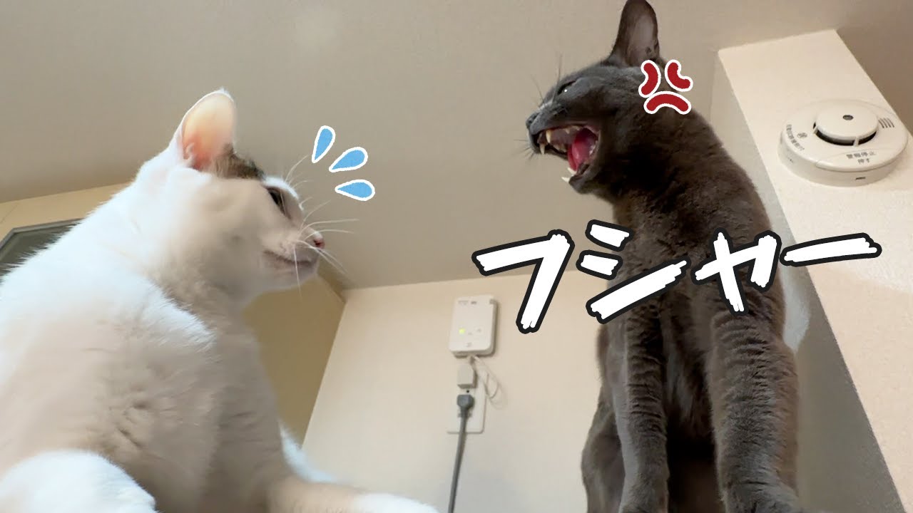 久々にチロさんにキレるハムちゃん…！