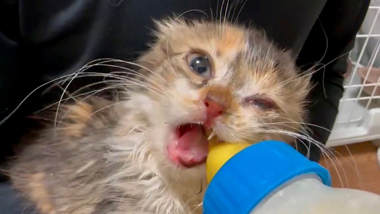 ミルクを作った瞬間にとんでもない豹変っぷりを見せる子猫【多頭崩壊から保護されたスコティッシュフォールド】 #2