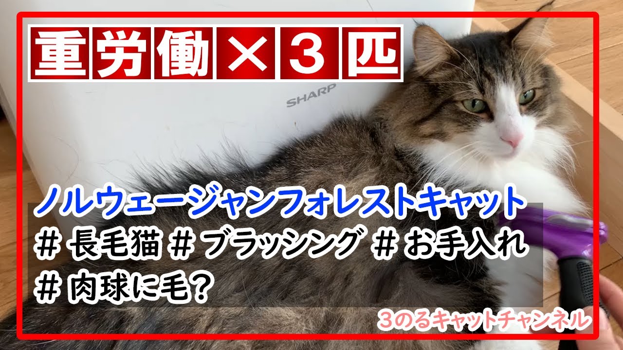 【重労働】我が家のブラッシングケア紹介【ノルウェージャンフォレストキャット】
