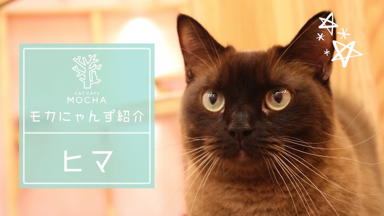 ヒマ（ヒマラヤン×ミンスキン♂）イオンモール大日店