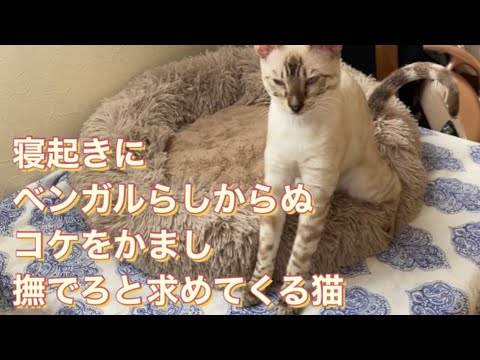 寝ぼけてコケるベンガル猫