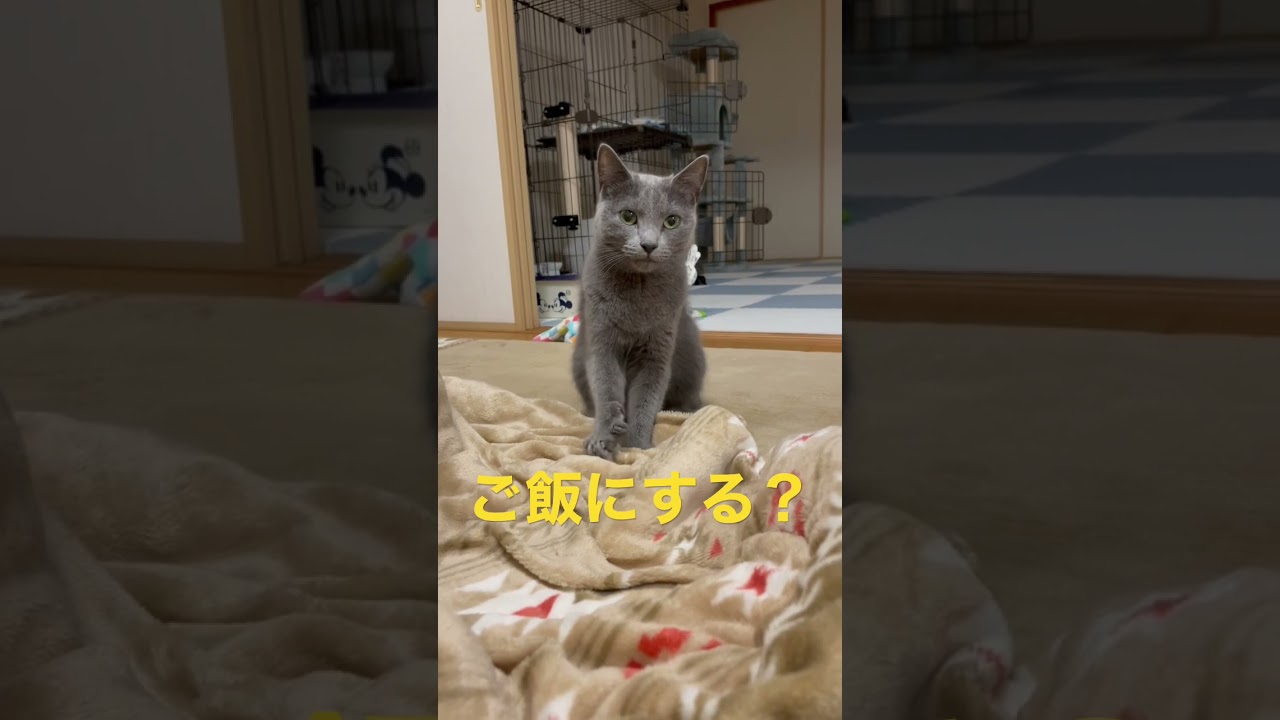 ご飯より初めて眠気が勝る猫（ロシアンブルー）#shorts