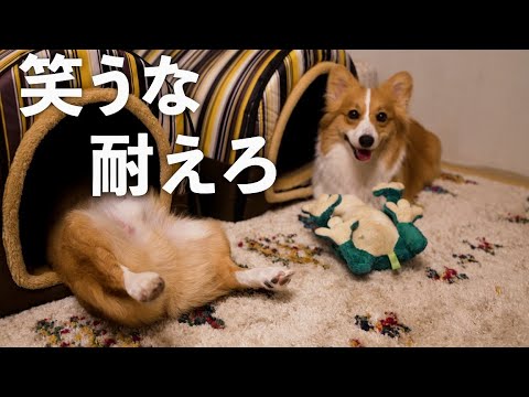 開始8秒間、笑ってはいけない【コーギー】【マンチカン】