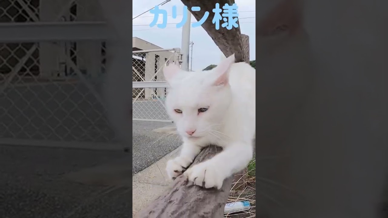 港のボス猫カリン様‼️定位置で鋭く爪を研ぐ Ferocious cat #shorts
