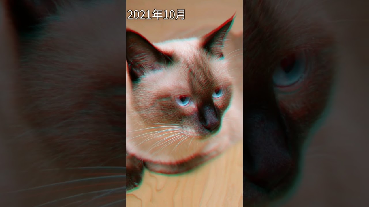 まるで別猫みたいに変わりすぎな猫 #shorts #65 #シャム猫の色変わりすぎ選手権 #シャム猫のタヌキ化 #cat #meow