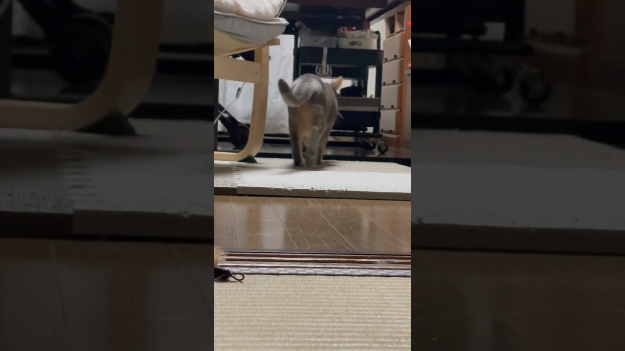 狩りをするときは一応隠れる猫（ベンガル猫とアビシニアン）BEST FUNNY CATS&KITTENS
