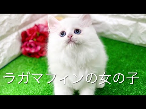 ラガマフィンの子猫　（平野瓜破）
