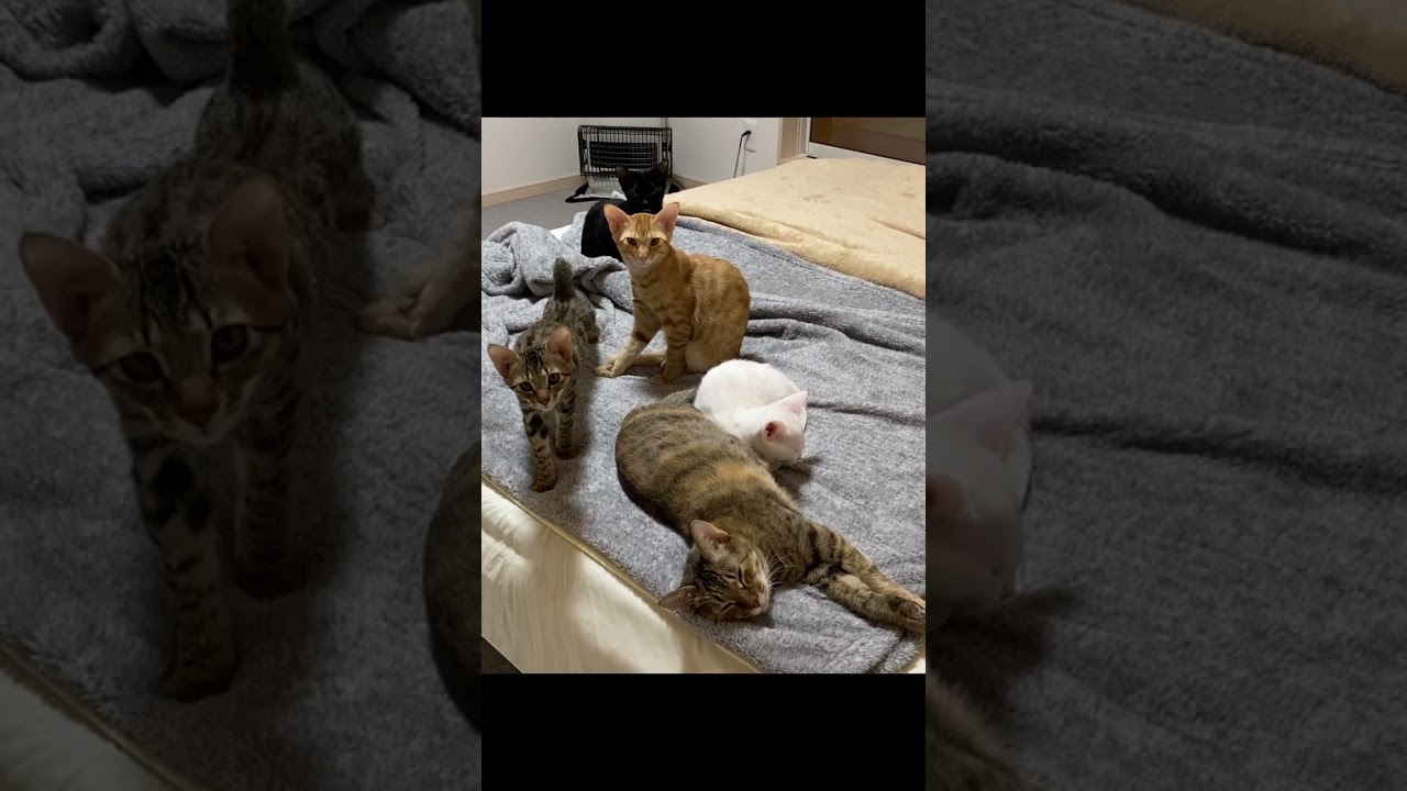 子猫の育児に疲れてしまった母猫 #Shorts