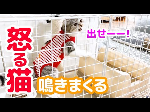 避妊手術後、激しく怒って鳴きまくる子猫［スコティッシュフォールド・ぐう］