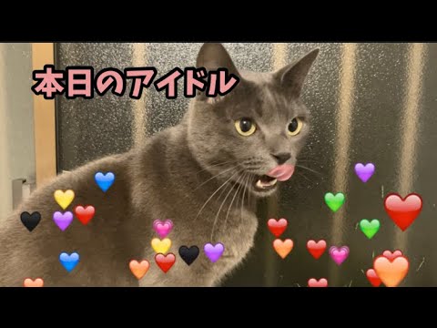 はぎも家の朝 #猫 #ブリティッシュショートヘアー #保護猫