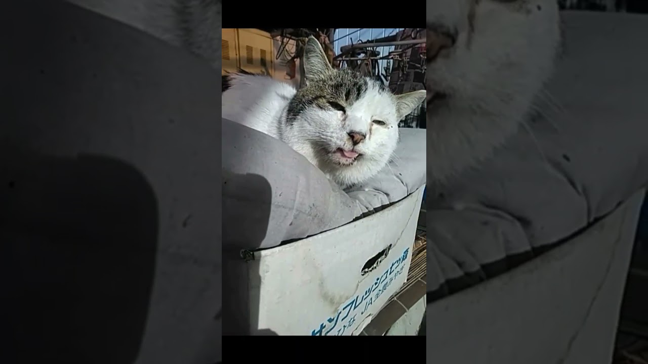 ブサイクな猫 #shorts #猫