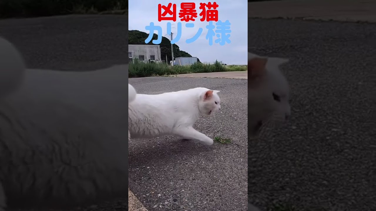 あの凶暴猫のカリン様が待合室を出されて八つ当たり‼️ Ferocious cat #shorts