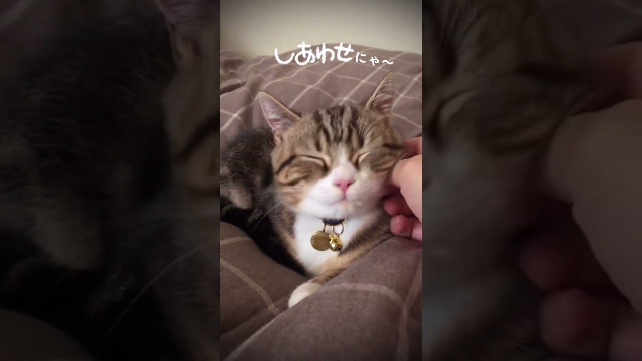 のんびりやってこ。#shorts #猫 #なっつ #スコティッシュフォールド
