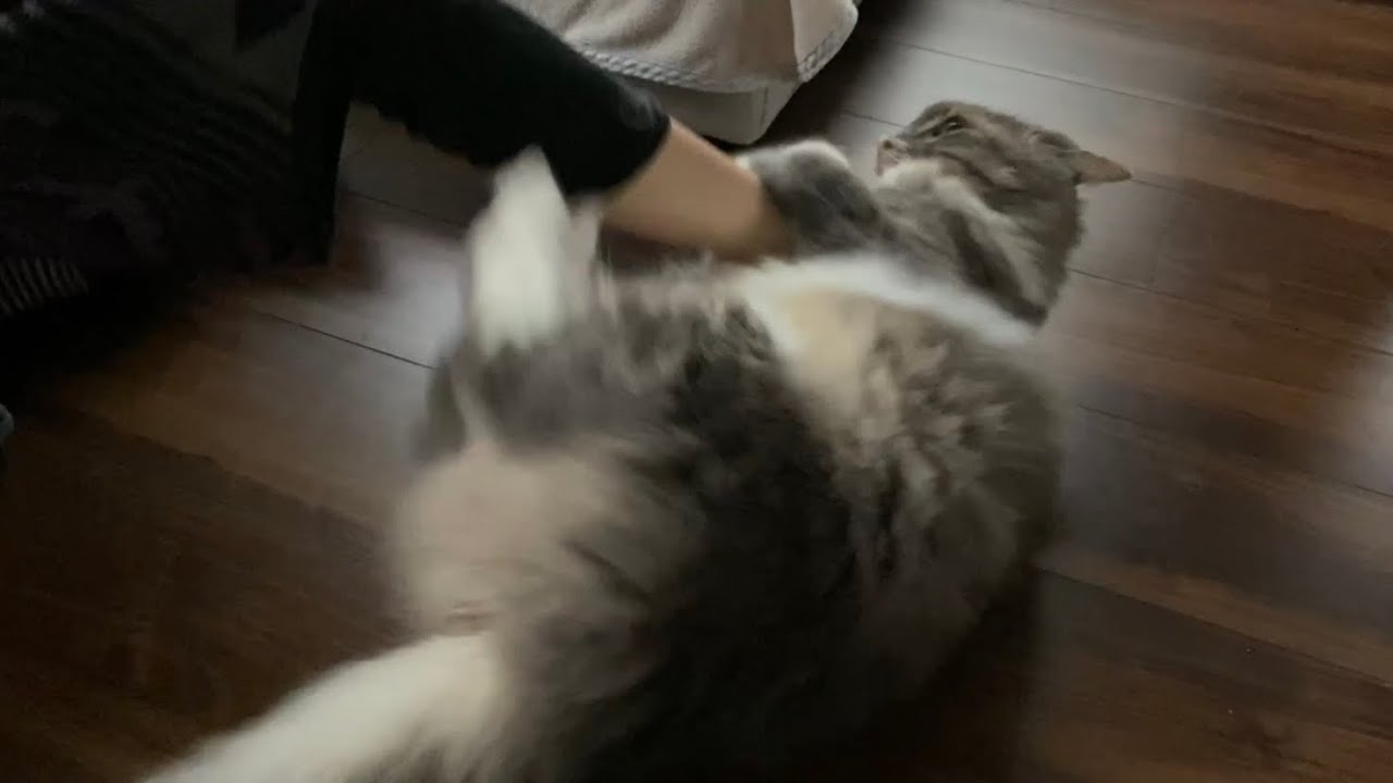 大好きなお客さんに激しく甘える猫　ノルウェージャンフォレストキャット　A cat that customers love