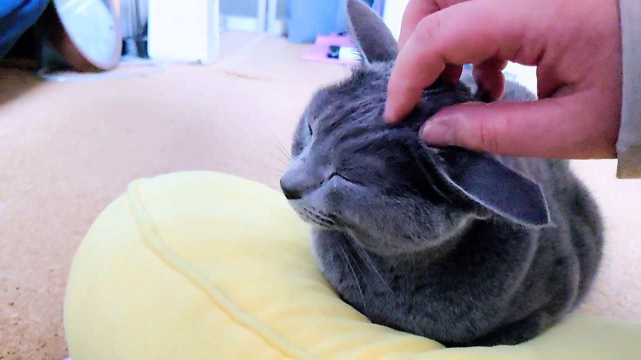 【猫動画】一日中ずっと眠い日のロシアンブルー【russianbule】Russian Blue on a sleepy day all day long