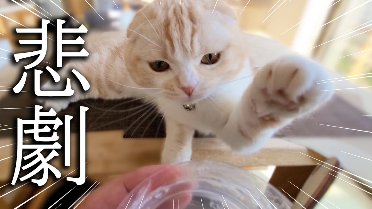 こっそり隠れておやつを食べようとしたら秒で子猫と犬達がこうなった...