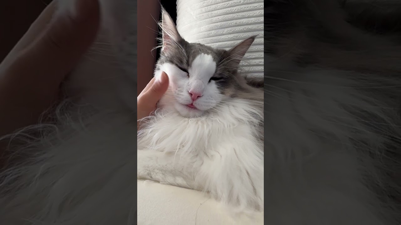 ベロをしまい忘れちゃった猫【メインクーン】#shorts