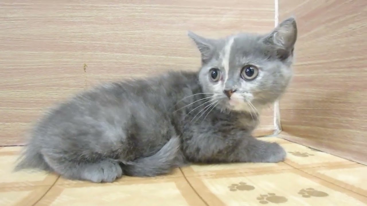 Coo&RIKU　No00610238 ブリティッシュショートヘアー