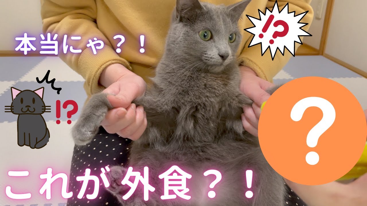 また「ごっこ」に付き合う猫（ロシアンブルー）
