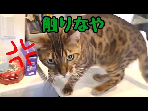 【オトンちゃん無双】うちの猫達が実家で餌食になっています