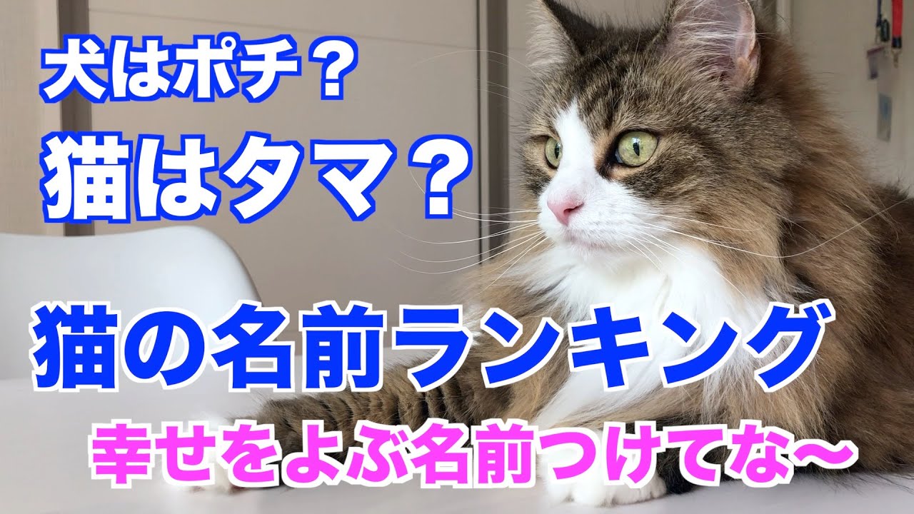 【幸せを呼ぶ猫の名前】ノルウェージャンフォレストキャット名前ランキング