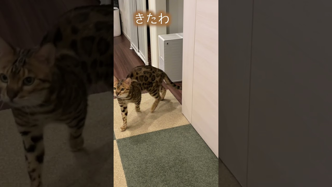 冷蔵庫の音で秒で飛び起きるネコ　#shorts