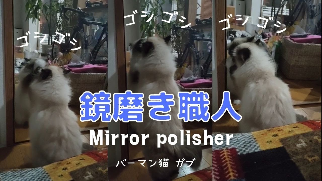 バーマン猫ガブは夜になると鏡を磨く【鏡磨き職人】Mirror polisher（バーマン猫）Birnan/Cat