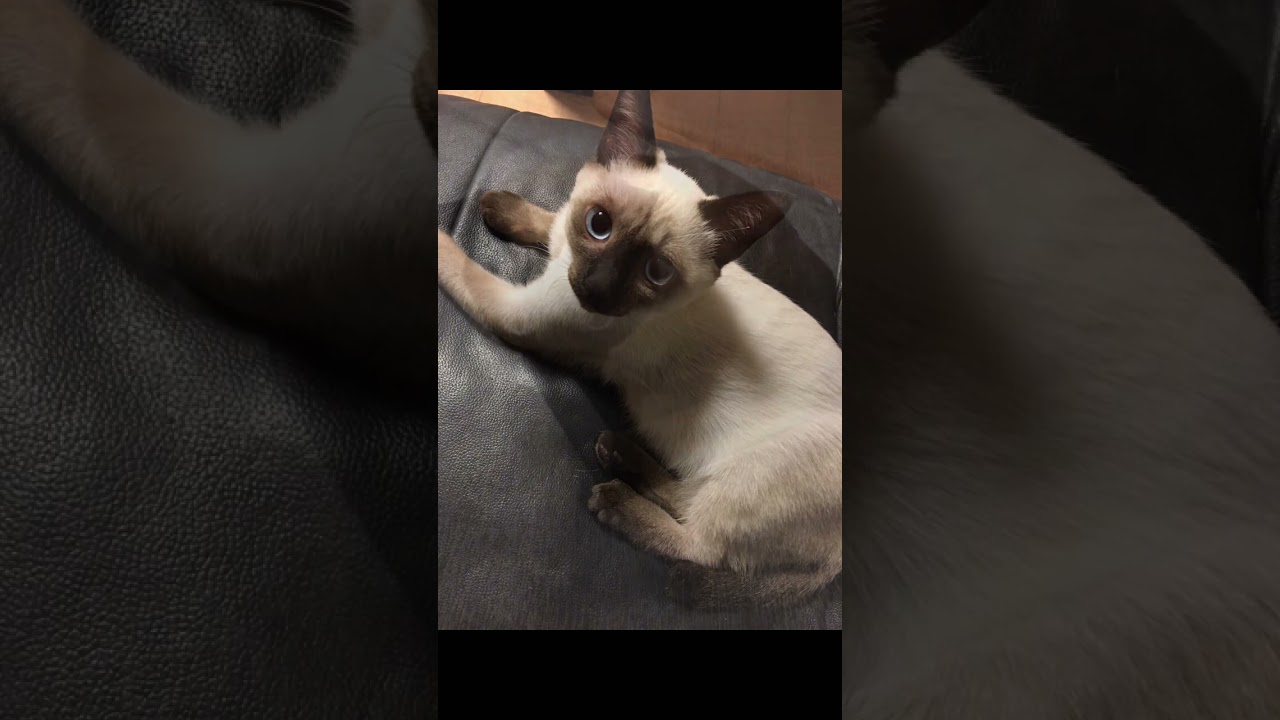 シャム猫のビフォーアフター