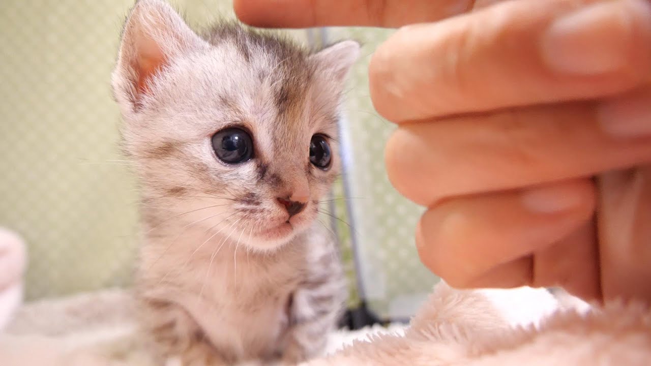 ママに頭を撫でると上目遣いでおねだるする子猫【赤ちゃん猫　保護猫】