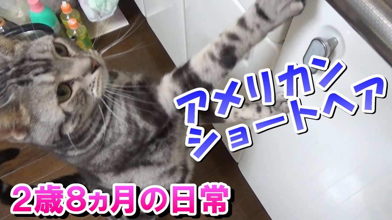 アメショーソラ２歳８ヵ月の日常（アメリカンショートヘア）
