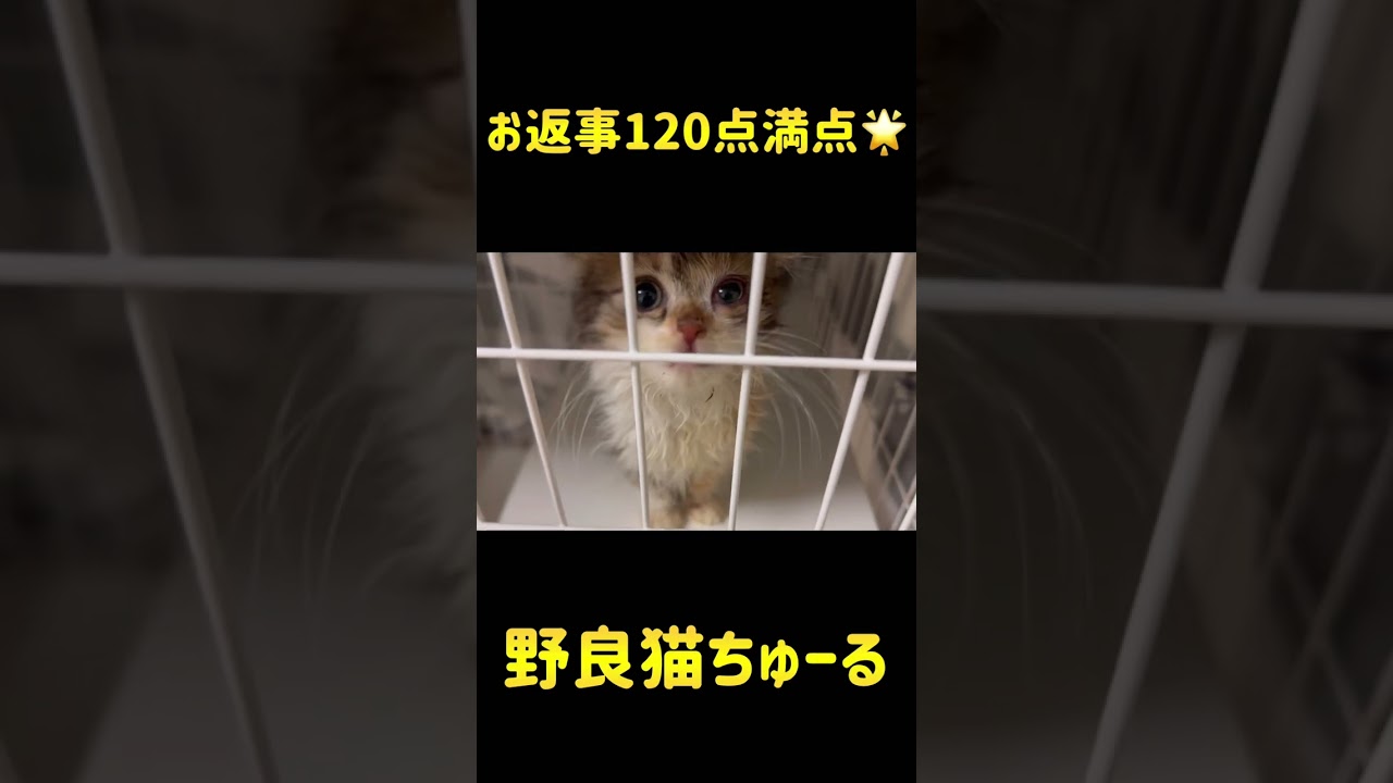 120点満点の返事が可愛い  #shorts 【スコティッシュフォールド】