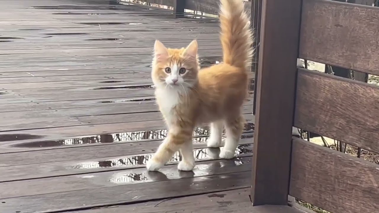 雨上がりのウッドデッキを楽しむ猫たち。ノルウェージャンフォレストキャットは濡れることをあまり気にしてしないのです…