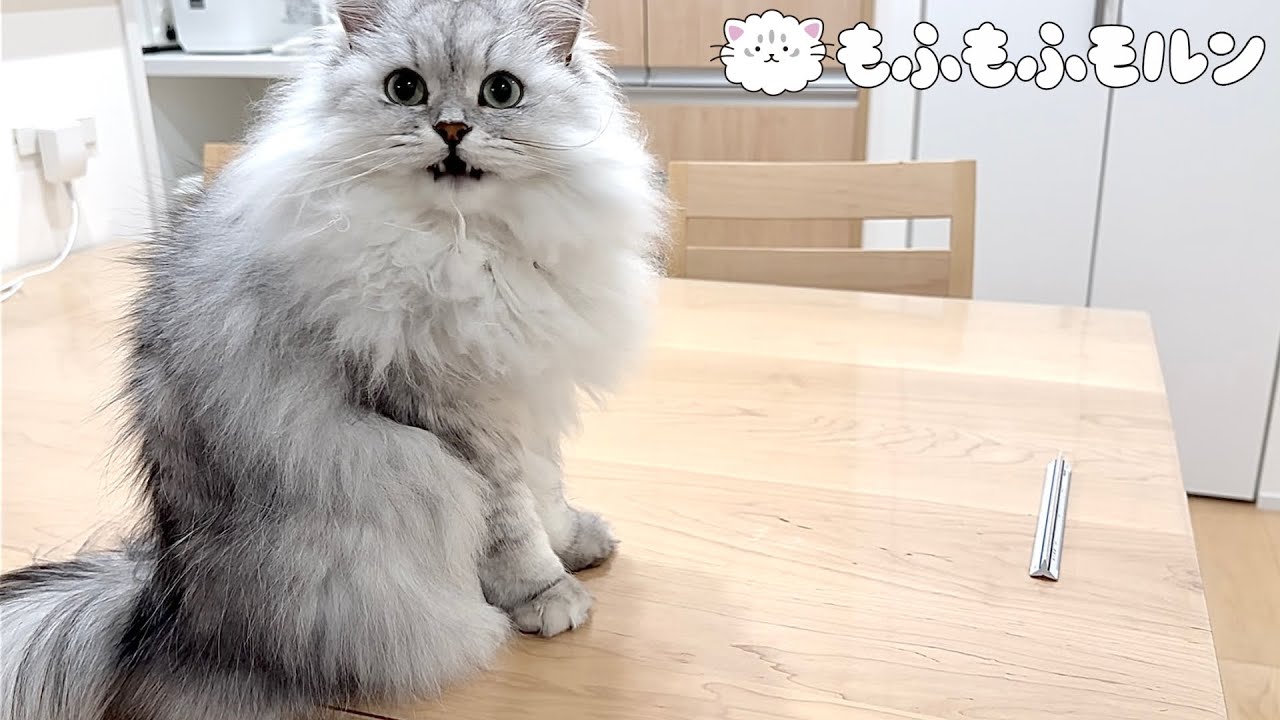 猫は机の上から何でも落とすのでしょうか？ 【サイベリアン】