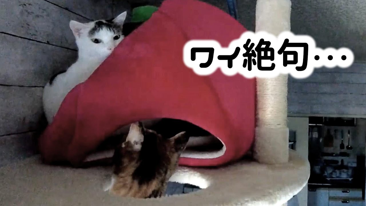 【胸糞注意】新入り子猫、先住猫を好き過ぎるあまり・・・