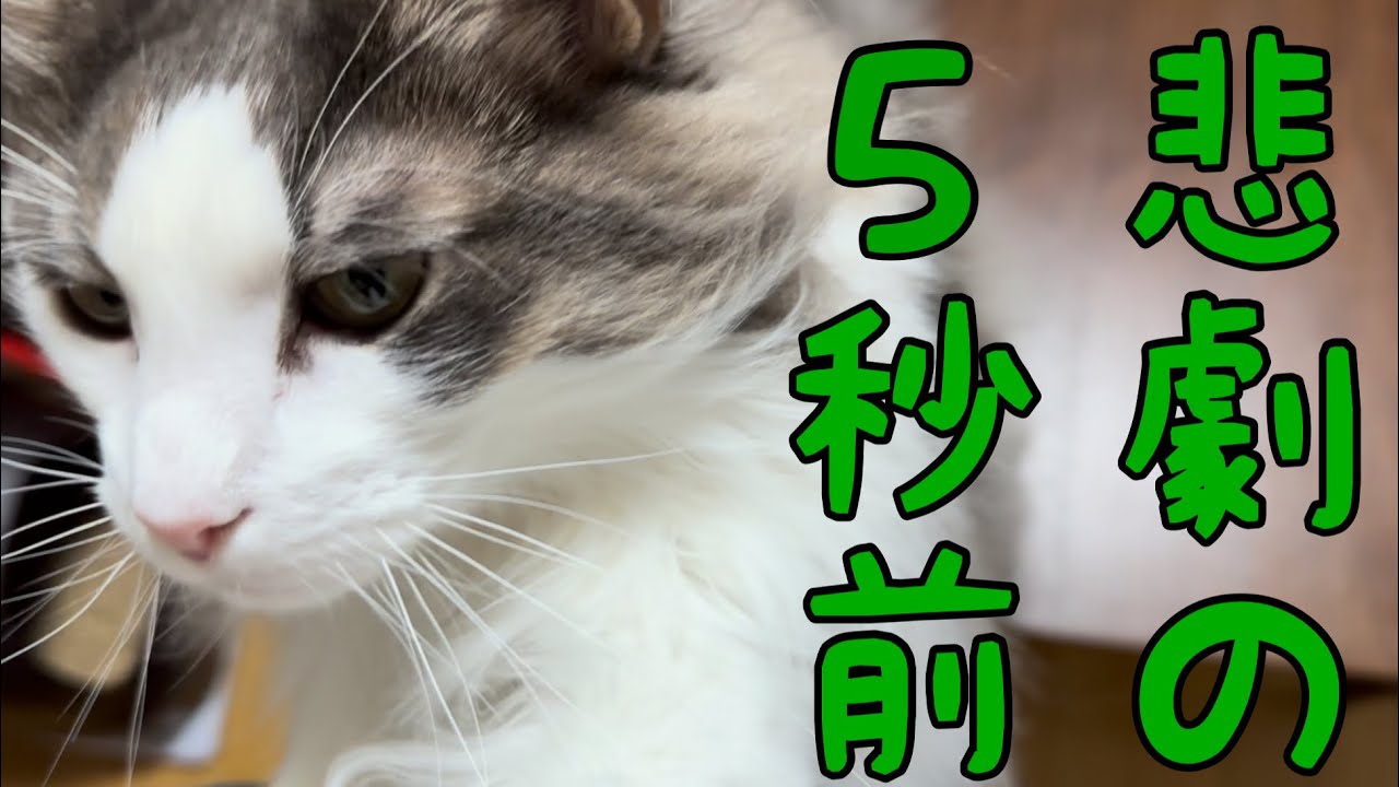甘えるのに夢中で恥ずかしいことになった猫【メインクーン】